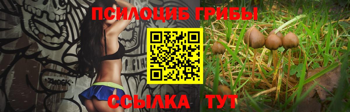 Псилоцибиновые грибы Psilocybe Можайск